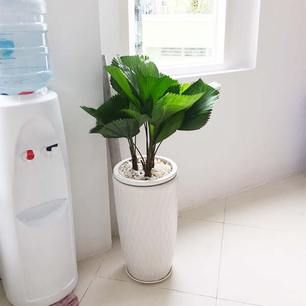 Cây Cọ Nhật chậu ly trắng 30x60