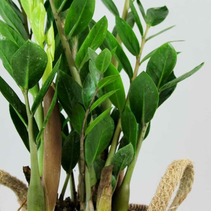 Cây kim tiền cỡ trung chậu xám