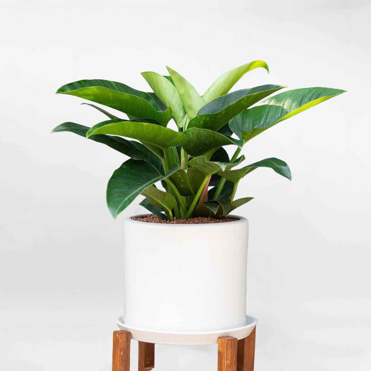 Set 3 chậu cây phong thủy lọc không khí