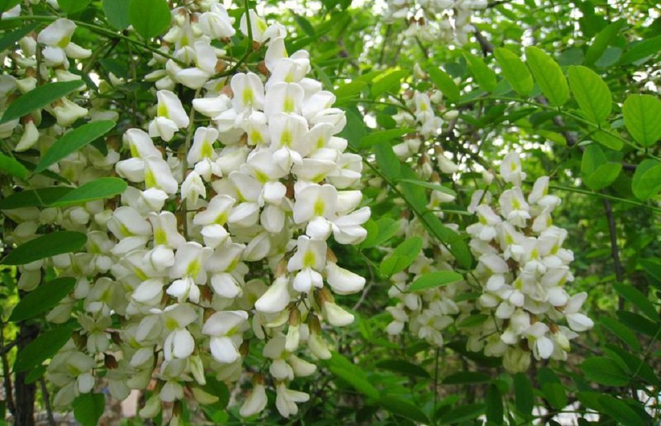 Cây hoè