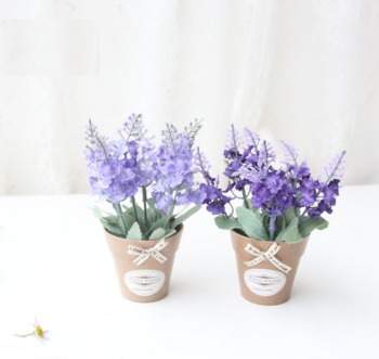 Chậu nhựa hoa lavender