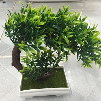 Chậu cây bonsai 2