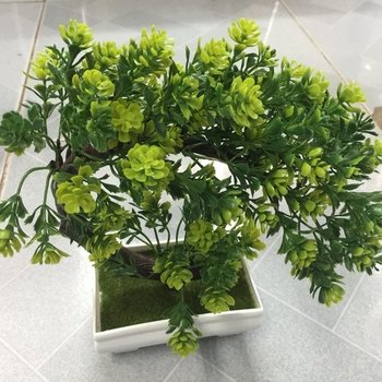 Chậu cây bonsai 3