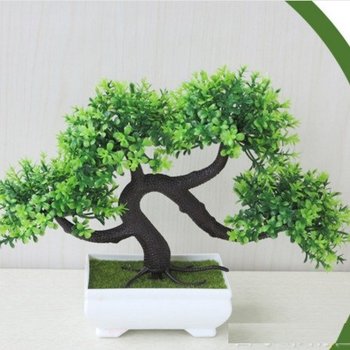 Chậu cây bonsai