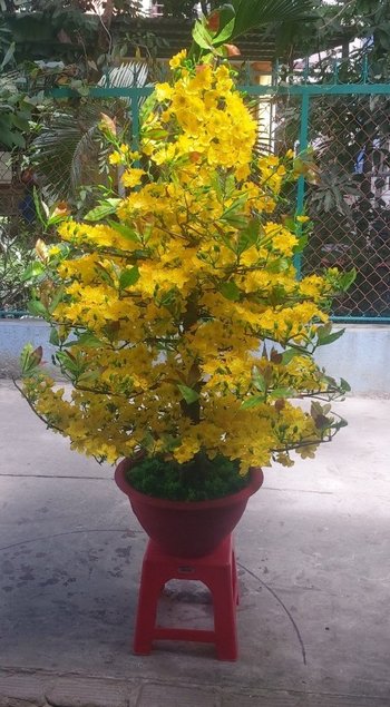 Cây mai bon sai cao 1m5