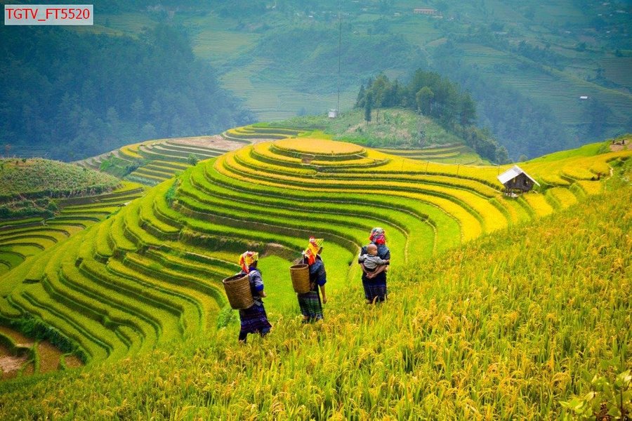 Tranh Dán Tường Ruộng Bậc Thang 2