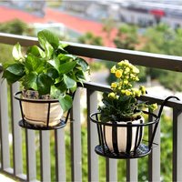 Cây Cảnh Trồng Ban Công