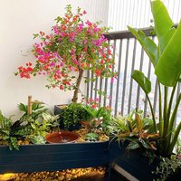 Cây Cảnh Sân Vườn