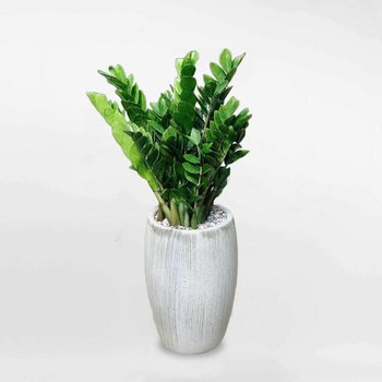 Cây kim tiền cỡ trung chậu xám