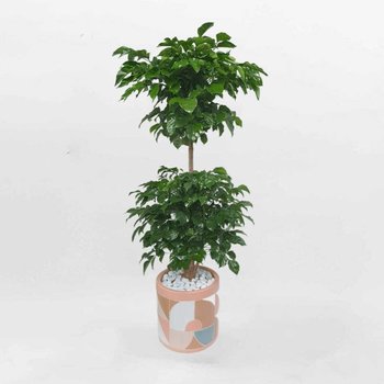 Chậu Cây Hạnh Phúc 2 Tầng